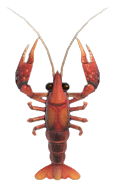 Crawfish detailed image