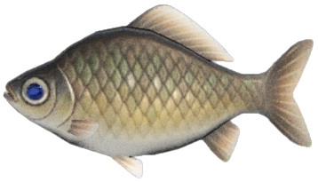 Crucian carp detailed image