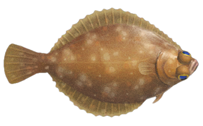 Dab detailed image