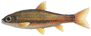 Dace detailed image