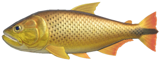 Dorado detailed image