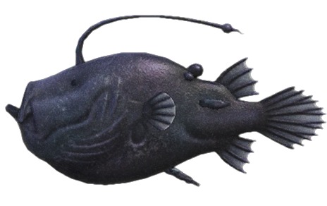 Football fish detailed image