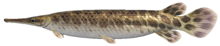 Gar detailed image