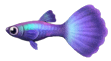 Guppy detailed image