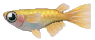 Killifish detailed image