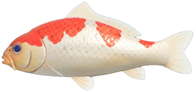 Koi detailed image