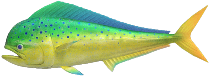 Mahi-mahi detailed image