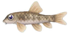 Nibble fish detailed image