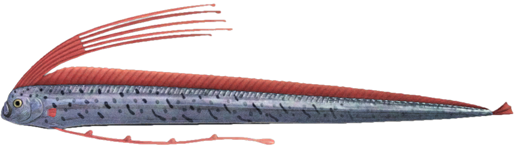 Oarfish detailed image