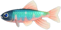 Pale chub detailed image
