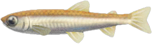 Pond smelt detailed image