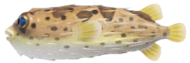 Puffer fish detailed image