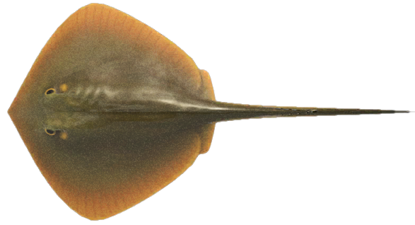 Ray detailed image