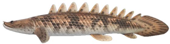 Saddled bichir detailed image