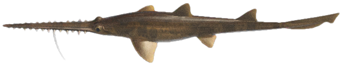 Saw Shark detailed image