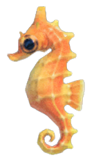 Seahorse detailed image
