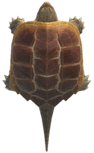 Snapping turtle detailed image