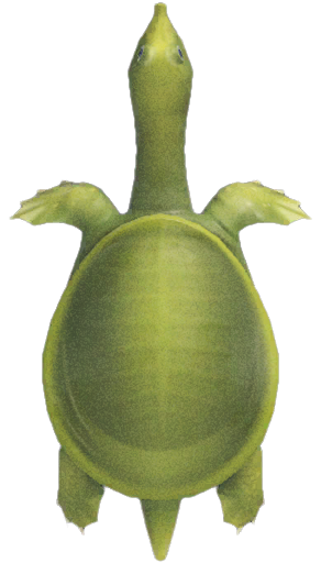 Soft-shelled turtle detailed image
