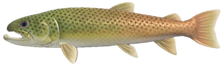 Stringfish detailed image