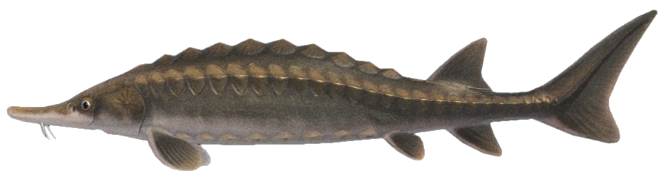 Sturgeon detailed image