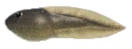 Tadpole detailed image