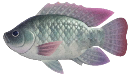 Tilapia detailed image