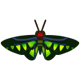 Rajah Brooke's birdwing icon
