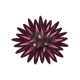 Sea urchin icon