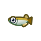 Killifish icon