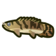 Saddled bichir icon